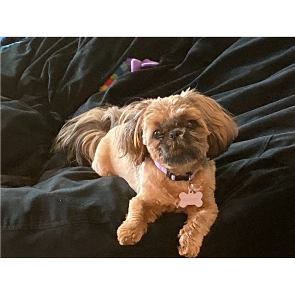 We love Posh! And we accept most offers, so please make us an offer!! - Picture 3 of 11